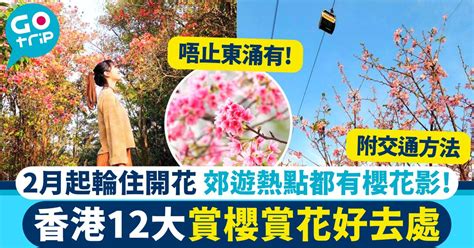 黃鐘花風水|香港賞花好去處2024